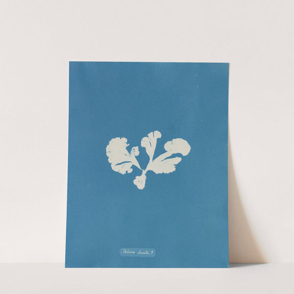 Padina deusta by Anna Atkins