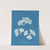 Padina Pavonia. by Anna Atkins