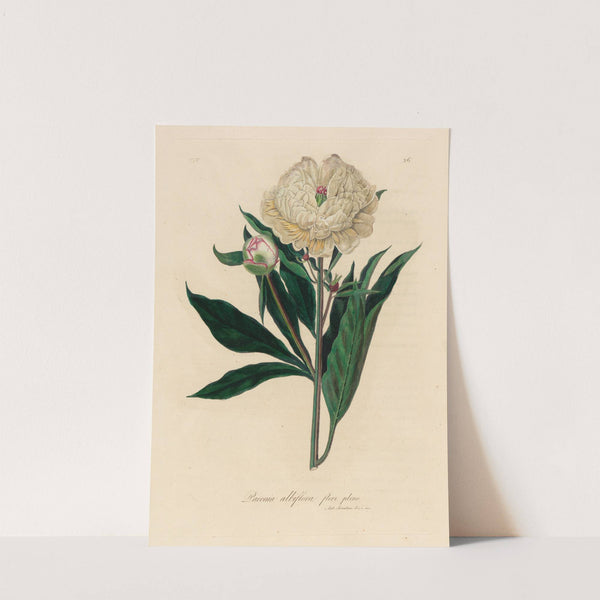 Paeonia albiflora flore pleno (1818-1824) by Gaetano Savi