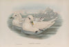 Pagophila eburnea. Ivory Gull. (1862-1873)