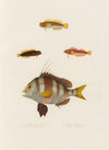 Pagrus auriga, Blennius lineatus, Blennius inaequalis, Tripterygion melanurus