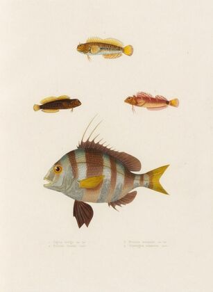 Pagrus auriga, Blennius lineatus, Blennius inaequalis, Tripterygion melanurus