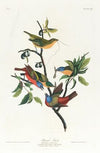 Painted finch