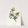 Painted finch by John James Audubon