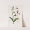 Painted-lipped Ophrys by Sydenham Edwards