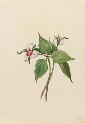 Painted Trillium (Trillium undulatum) (1924)