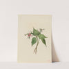 Painted Trillium (Trillium undulatum) (1924) by Mary Vaux Walcott