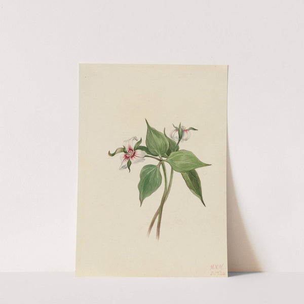 Painted Trillium (Trillium undulatum) (1924) by Mary Vaux Walcott