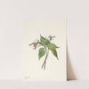 Painted Trillium. Trillium undulatum (1925) by Mary Vaux Walcott