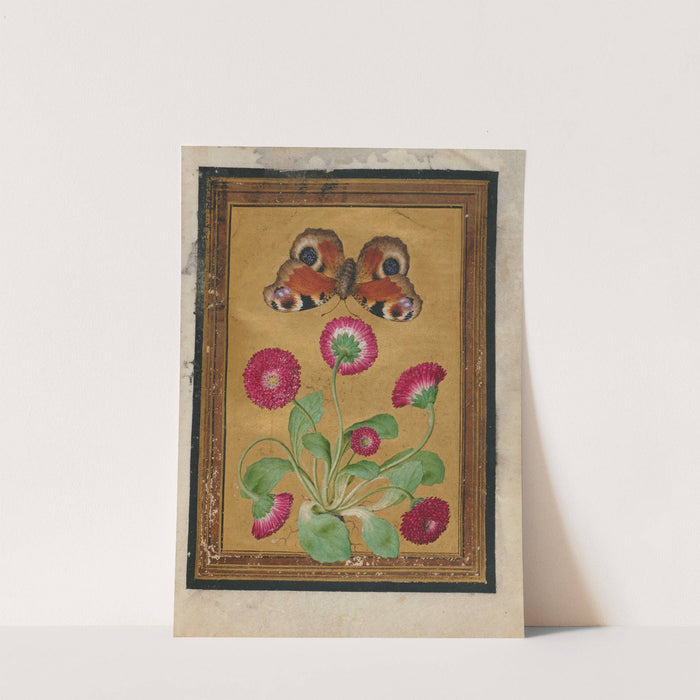 Paintings of Flowers, Butterflies, and Insects Pl.1 by Jacques Le Moyne de Morgues