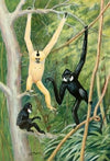 Pair Of Gibbons