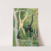 Pair Of Gibbons (1929-1932) by Olaus Murie