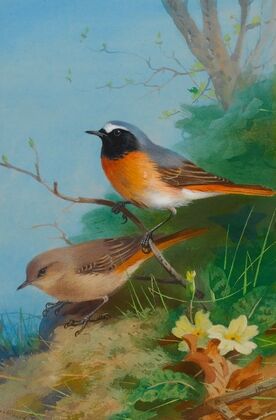 Pair Of Redstarts (1923)