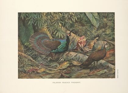Palawan Peacock Pheasant (Polyplectron napoleonis). (1918-1922)