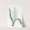 Pale-blue-flowered Lachenalia by Sydenham Edwards