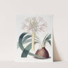 Pale Corana Amaryllis by Sydenham Edwards