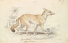 Pale Dog Fox (1837)