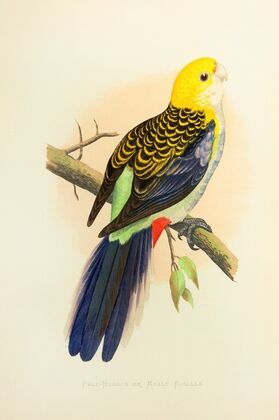 Pale-Headed or Mealy Rosella (1884-1887)