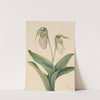 Pale Lady’s Slipper (Cypridedium acaule) (1919) by Mary Vaux Walcott