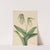 Pale Lady’s Slipper (Cypridedium acaule) (1919) by Mary Vaux Walcott