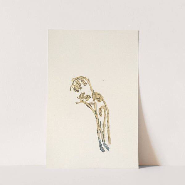 Pale Pinesap. Hypopitys americana (1925) by Mary Vaux Walcott
