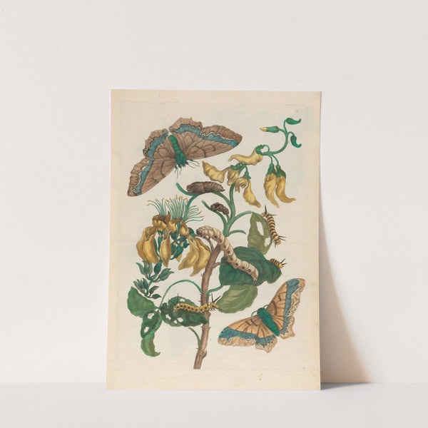 Pallisaden-boom (1719) by Maria Sibylla Merian