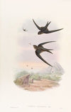 Palm Roof-Swift