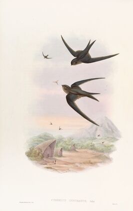 Palm Roof-Swift