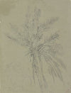 Palm tree in Salerno