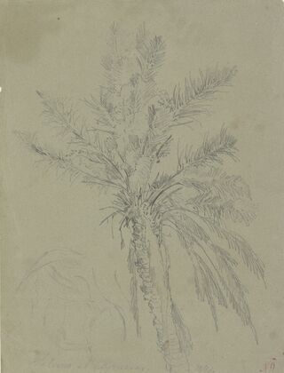 Palm tree in Salerno