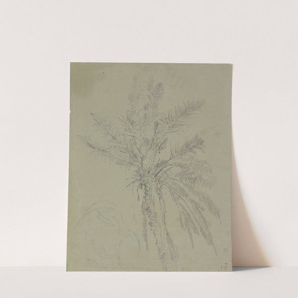 Palm tree in Salerno by Johann Nepomuk Rauch