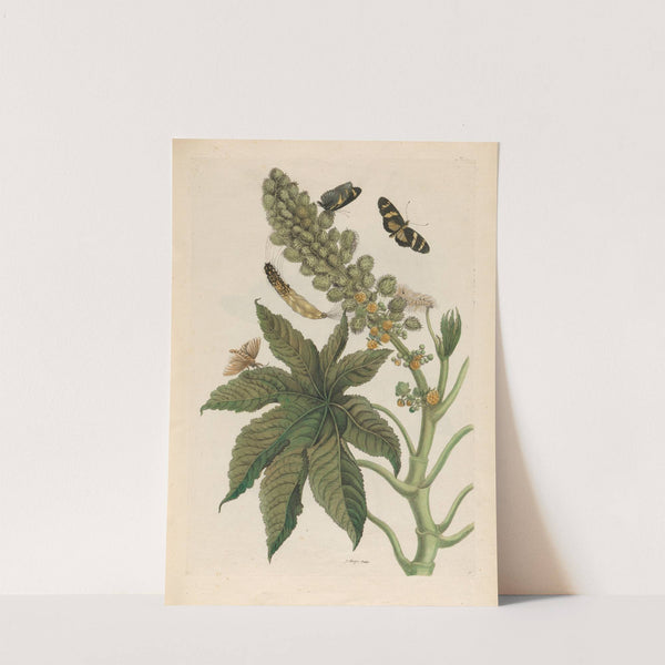 Palma Christi (1719) by Maria Sibylla Merian