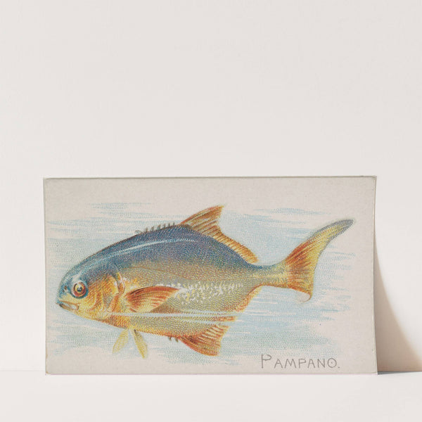 Pampano (1889) by Allen &amp; Ginter