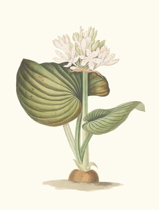 Pancratium Amboinense