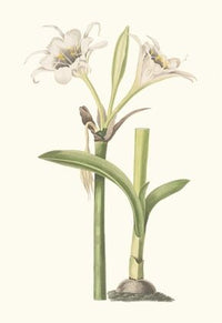 Pancratium Calathinum. (1834)