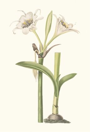 Pancratium Calathinum. (1834)