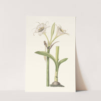 Pancratium Calathinum. (1834) by Priscilla Susan Bury