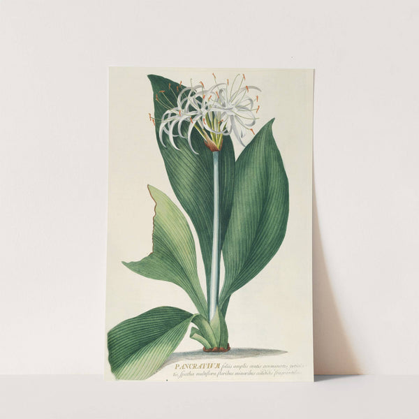 Pancratium II by Georg Dionysius Ehret