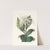 Pancratium Specidsum by Priscilla Susan Bury