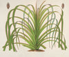 Pandanus Mauritianus