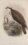 Pandion haliaëtus. Osprey (1862-1873)