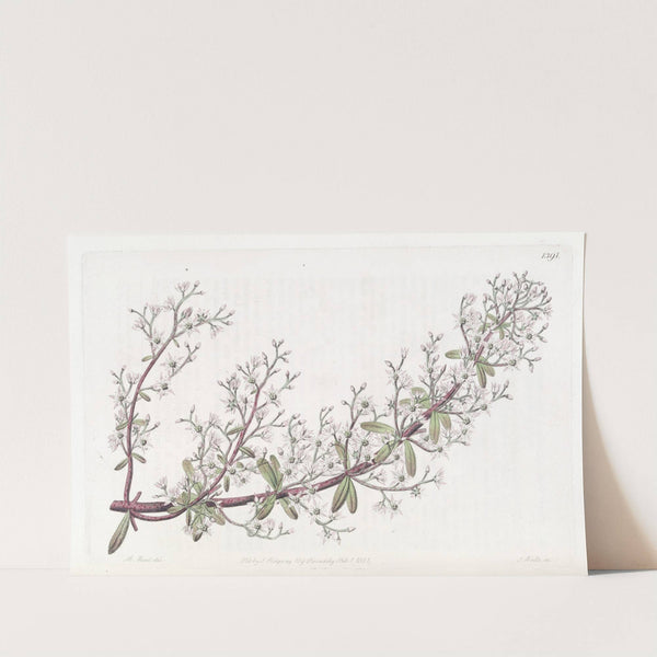 Panicled Stonecrop by Sydenham Edwards