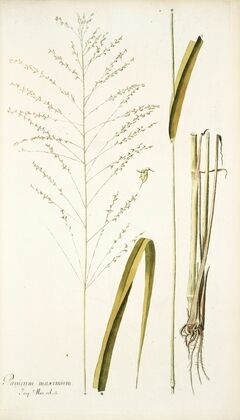 Panicum maximum
