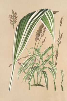 Panicum plicatum, fol. niveo-vittatis