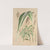 Panicum plicatum, fol. niveo-vittatis by Charles Antoine Lemaire