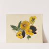 Pansies (1876) by Mary Vaux Walcott