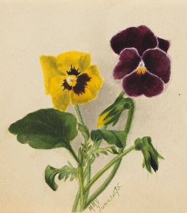 Pansies 2 (1875)