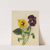 Pansies 2 (1875) by Mary Vaux Walcott