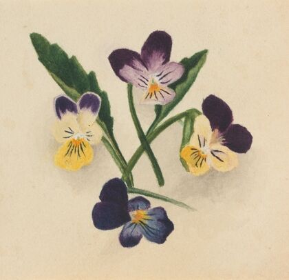 Owl-clover (Orthocarpus tenuifolius) (1923)