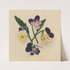 Pansies (1874) by Mary Vaux Walcott